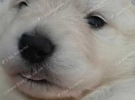 5x straight backed kc registered puppies