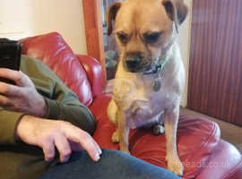 Jug Dogs Jack Russell Terrier Cross Pug For Sale In Scunthorpe