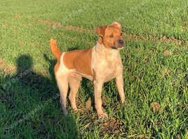 4 year old Plummer terrier
