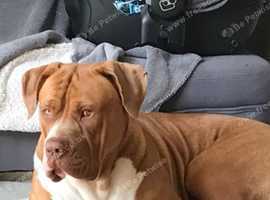 Cane corso make for sale