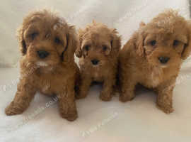 Two very cute boys F1 cavapoo ready  to go