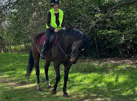 Flashy 17.2 Irish Sports Horse to suit SJ, Dressage, Eventing or Hunting.