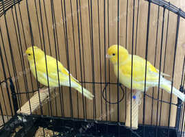 Breeding pair of yellow fife canaries