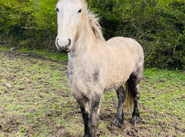 Registered fell pony - lightly broken to ride