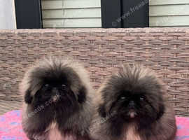 Pekingese puppies for store sale near me