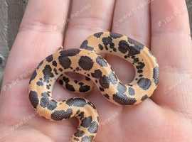 Albino rosy boa and sand boas