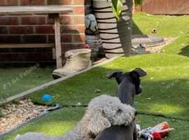 Beddy whippet pups