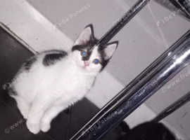 Ragdoll cross kittens READY TO GO