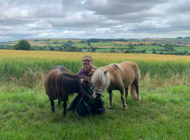 WANTED: GELDED MINI FOAL.