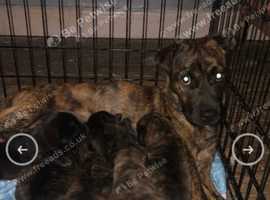 Need forever homes