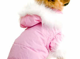 Stock Clearance / Liquidation Designer Pet Accesories and Clothing by Puchi Petwear