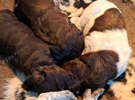 Chocolate poodle/pointer puppies