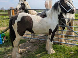 12 hands filly 2 Yr old beautiful cob