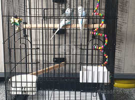 2 Blue budgies and cage