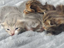 Bengal mix beautiful blue eyed kittens ready for there new homes in 3weeks