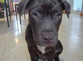 Sweetest girl labrador x staffordshire