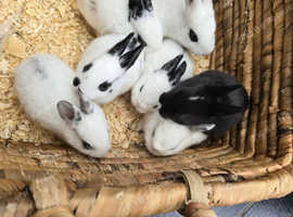 9 Chinchilla Rex bunnies for sale soon