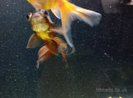 2 fancy goldfish looking for a new home