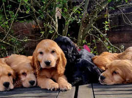 Show Cocker Puppies Vaccinated Ready to leave.