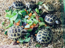 Baby Horsefield Tortoises Ready Now!! in Oldham OL9 on Freeads ...