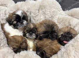 *Ready Now Top quality full breed Shih Tzus