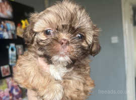 Shih tzu puppies for sale cheap north west