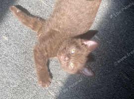 British Shorthair Kittens *RARE*