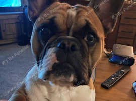 Tan and white Frenchie needing new home
