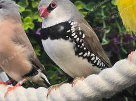 Diamond Firetail - 1 Male Left