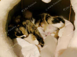 Siamese Cross Kittens