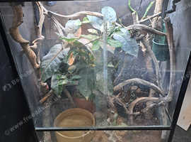 Casque headed iguanas and enclosure