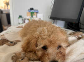 URGENT! 1 small apricot toy cockapoo looking for her forever home ASAP!