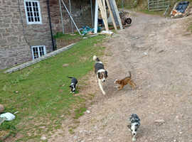 Sheepdogs