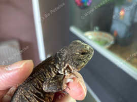 Moroccan flame uromastyx