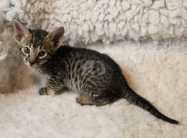 Male Savannah kitten
