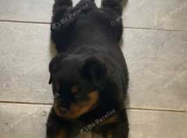Old skool type chunky Rottweiler