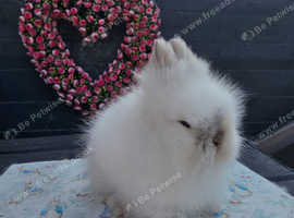 Gorgeous purebred Lionhead bunnies available now