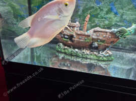 gourami
