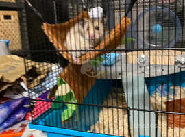 Hamsters in Barrow In Furness Find Small Furries at Freeads in