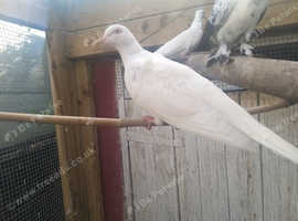 White barbary doves for sale