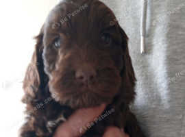 Cockapoo Puppies f1 SHOW  last chocolate girl !!!!.
