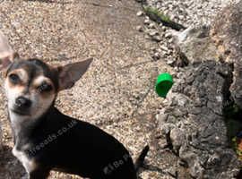 Chihuahua cross jack russell/ Jakawawa
