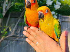 Hand reared sun conure for sale