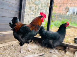 Pair copper black marans