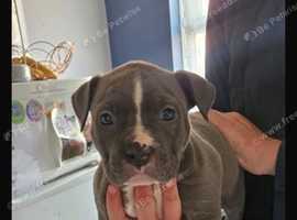 Standard bully's for sale