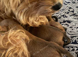 4 beautiful Charlie boys