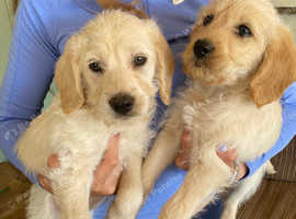 Beautiful F1 Champage Labradoodle puppies