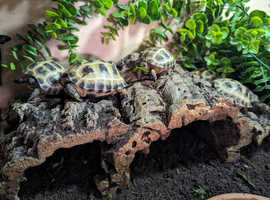 Baby Horsefield Tortoises for sale.