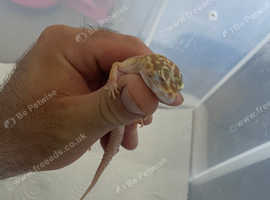 Leopard gecko read description