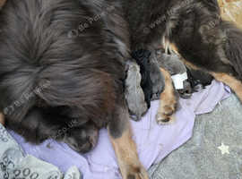 Tebetan mastiffs for sale